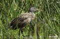 Clapper Rail High Island_2010_04_24_3815